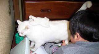 猫の背にぬいぐるみの白猫